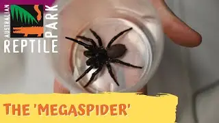MEGASPIDER: What nightmares are made of! | Australian Reptile Park