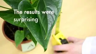 You grow girl: talking to Snowflake plant helps it grow