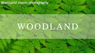 Nature Photography | Woodland