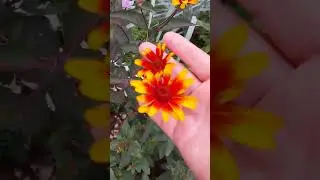цветение  ратибоды