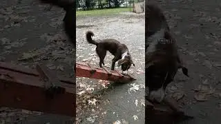 Метис лабрадора по кличке Маркиза на выгуле  #собака #dog