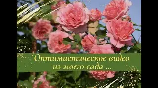 Оптимистическое видео из моего сада...