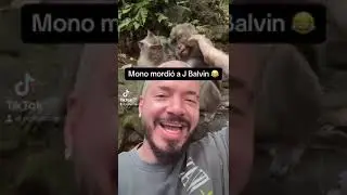 🙊 Un MONO MUERDE a @J Balvin 2023 #SHORTS