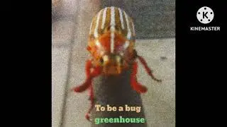 To be a bug - greenhouse