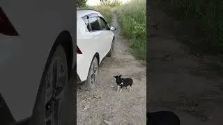 Оскар😅 не любитель дикого отдыха