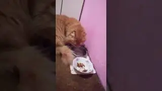 кот дегустатор