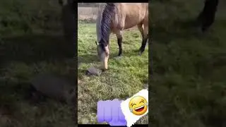 #приколы