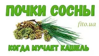 Почки сосны, применение, приготовление, противопоказания
