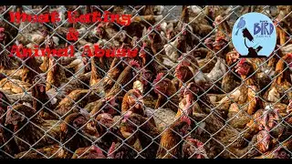 Is Meat Eating Animal Abuse?