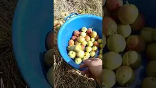 Сорок три груши в синий таз 6-ого Сентября