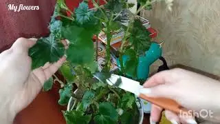 Обрезаю свою Бегонию.Зачем нужна обрезка и что делать после нее....