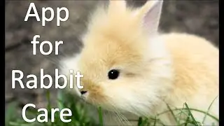 APP for Rabbit Care