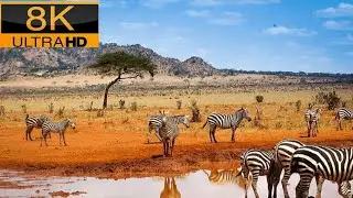The Most Amazing Animal 8k Ultra HD#animals #wildanimals