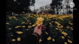 7 minutes of chill music シ