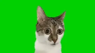 кот в шоке футаж