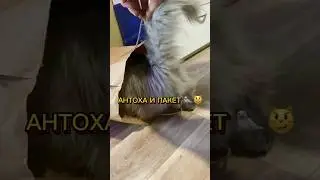 АНТОХА И ПАКЕТ🦭😆 #котантоха кот и пакет