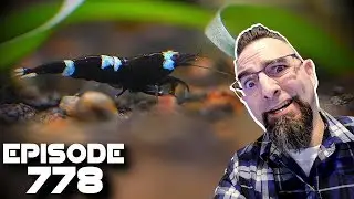 Mondays for Big Planted Aquarium Setup! Episode 778!