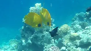 рыбки бабочки. Египет. Красное море. Хургада