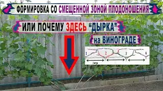 🍇 Почему ЭТО на винограднике совсем не  "ДЫРКА".  СМЕЩЕННАЯ ЗОНА плодоношения - это одни НЕДОСТАТКИ?