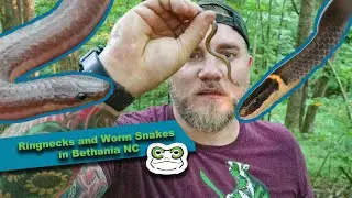 Ringnecks and Wormsnakes in Bethania