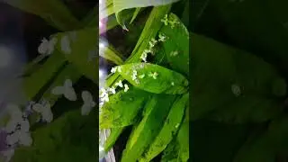 Новая жизнь
