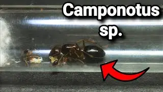 ОБЗОР МУРАВЬЁВ Camponotus sp. из Индонезии.