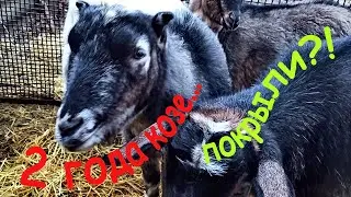 Два года козе...покрыли?!
