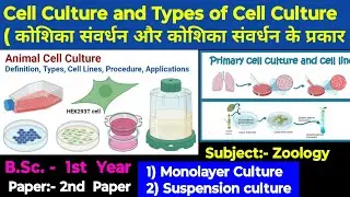 Cell Culture Monolayer culture and Suspension culture Types of cell culture 