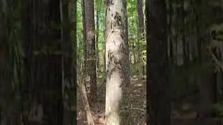 Timber Shopping