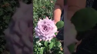 Готовим черенки на окулировку роз
