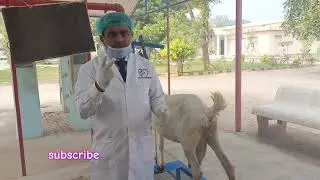 Diagnosis and treatment of Gangrene in Goat udder