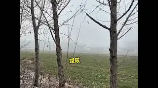远看有颗树，近看狗挂住 #搞笑动物配音 #动物的迷惑行为 #看一次笑一次