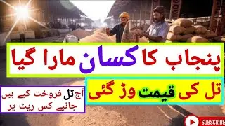 sesame rate today || sesame rate today in Pakistan || Till  prices today || Till  rate today | Till