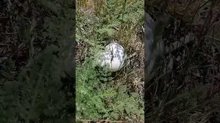 Много белого гриба