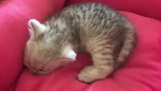 Пушистик