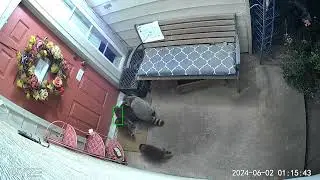 Baby Raccoons and mommy at my Front Door June 2024