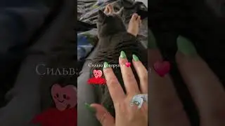 Silva the cat is in her element)