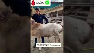 ,,АРАШАН’’ Зоти Хакида Ма’лумот 