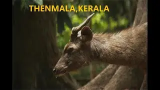 Nature: Exploring Thenmala's Deer Parkപക്ഷികൾ, അണ്ണാൻ, മാനുകൾ: തെന്മല ഡിയർ പാർക്കിൽ ഒരു സന്ദർശനം.