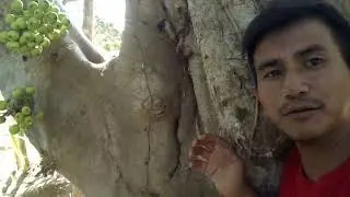 Petik Buah TIN LIAR, Ternyata rasanya mantab surantab