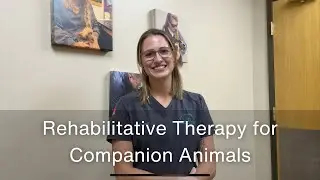 What is Rehabilitative Therapy for Pets?