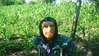 BABA  CLOANTA   SI MERELE  /