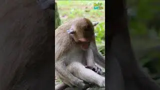 Sleep well with sucking toes. ❤🐒