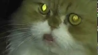 Упоротый кот.