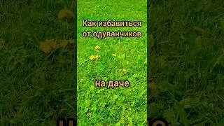 Надоели одуванчики на даче? 