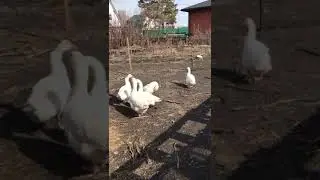 "Мелкие истории". Вышел Мелкий погулять...     #короткиевидео