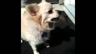 Dirty dental bone