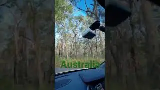 Australian forest #australia  #forest #shorts