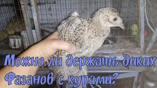 Фазаны. Возможно ли содержание диких фазанов в вольере с курами? Нужен совет.