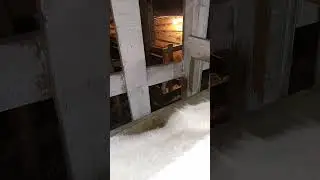 Телёнок рычит, как медведь